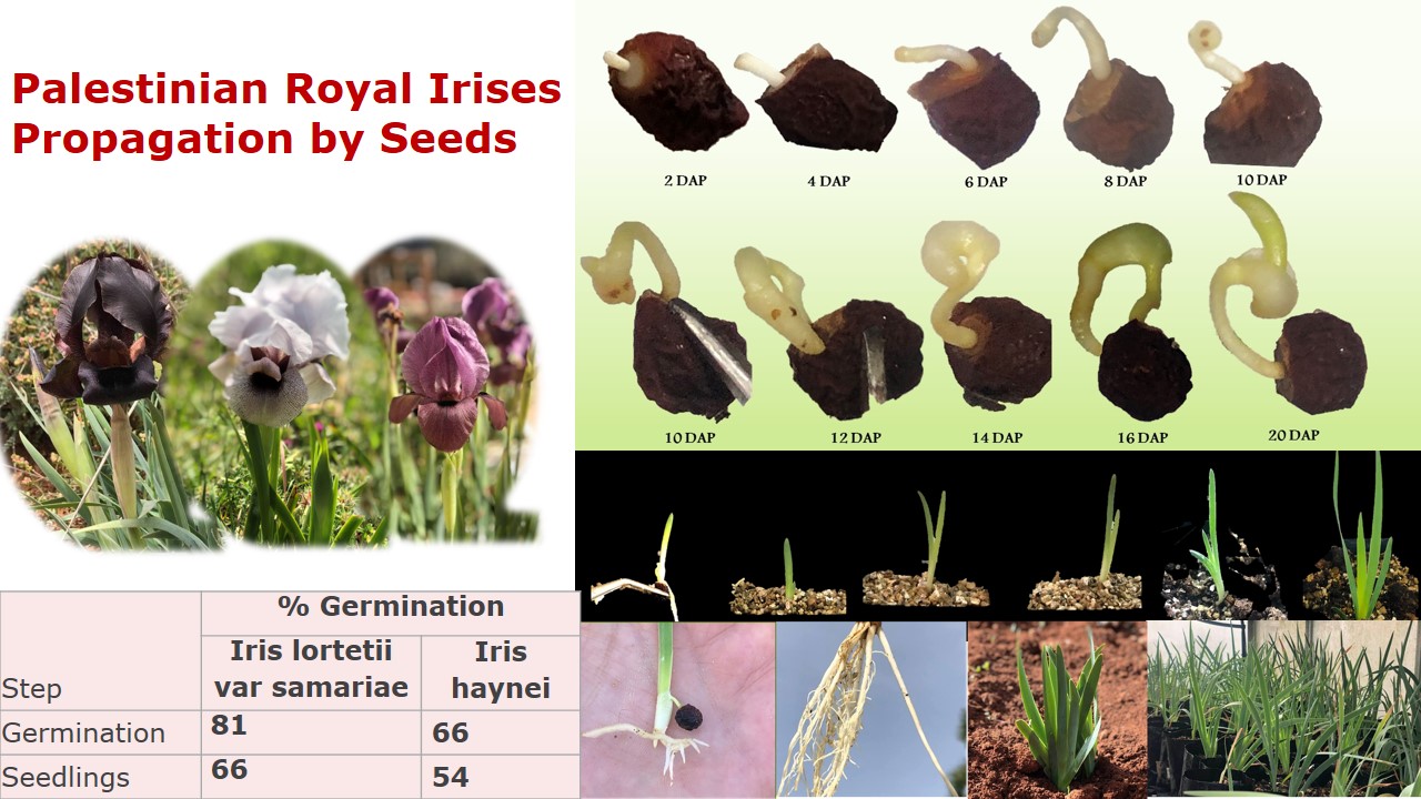 Royal iris seed germination 