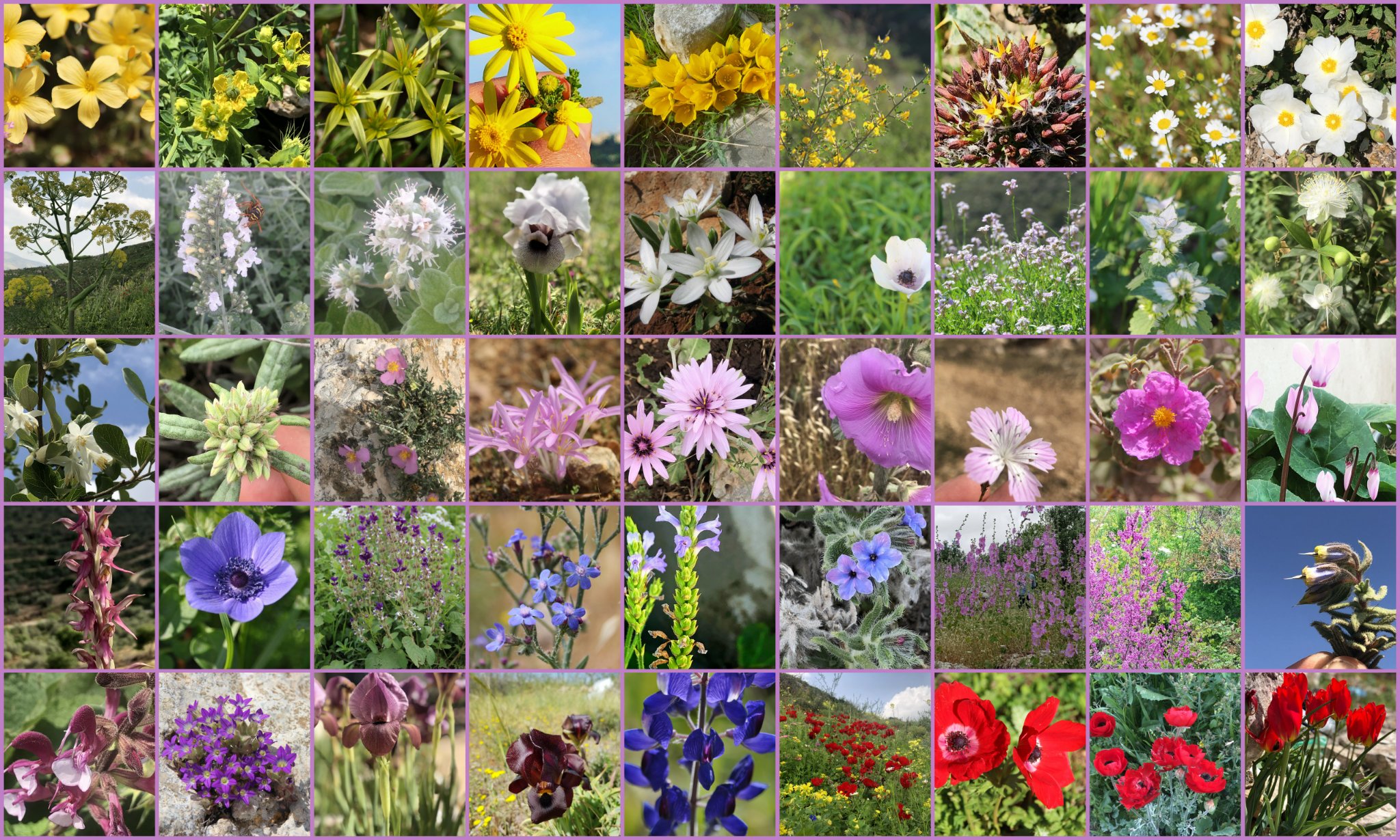 Analysis of floristic composition and species diversity of vascular plants native to the State of Palestine (West Bank and Gaza Strip)