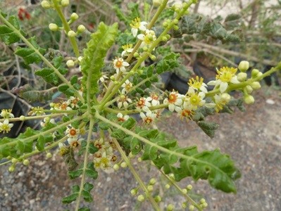 Boswellia sacra Flueck. Burseraceae  بخور – كندر