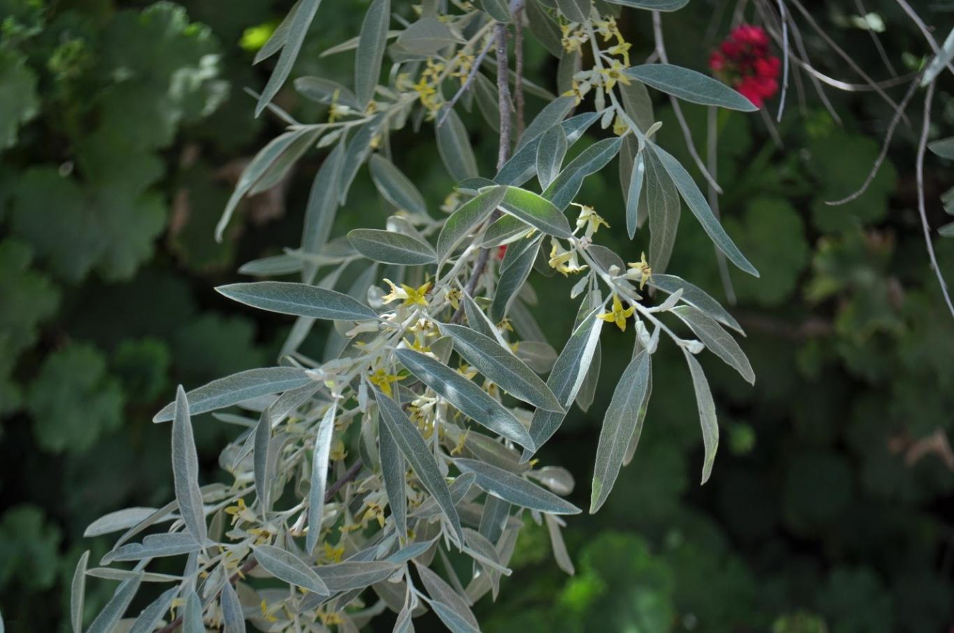 Elaeagnus angustifolia L.  Elaeagnaceae (Narrow-leaved Oleaster, Russian Olive) زيزفون، زيتون بوهيميا