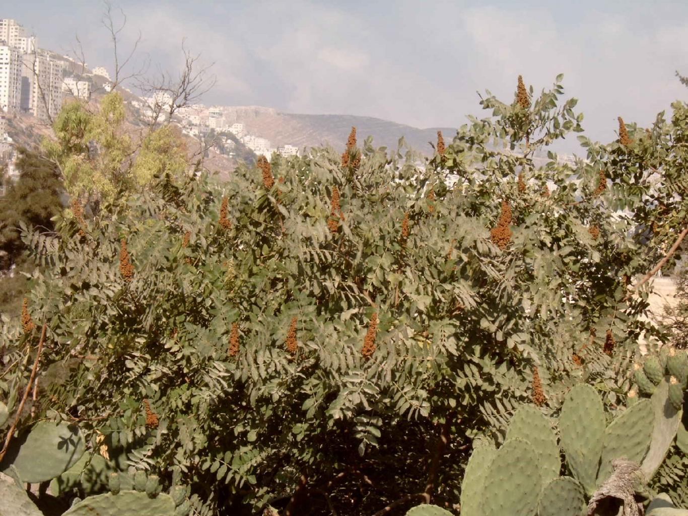 Rhus coriaria L. Anacardiaceae (Sumac, Tanner’s Sumach) سماق