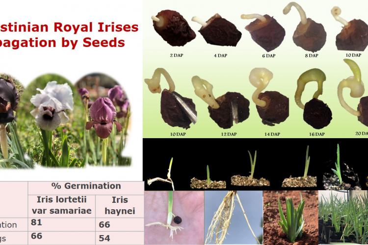 Royal iris seed germination 
